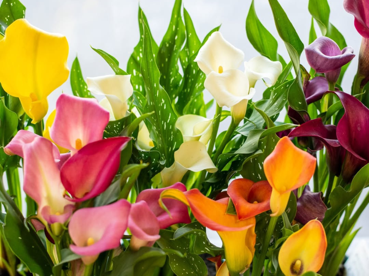 How to Care for Calla Lilies plant