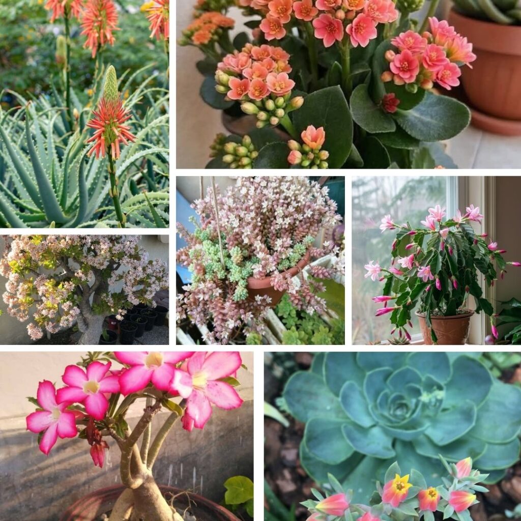 Easy Care Succulents
