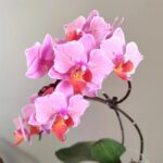 How to Take Care of Orchids?, orchids photos