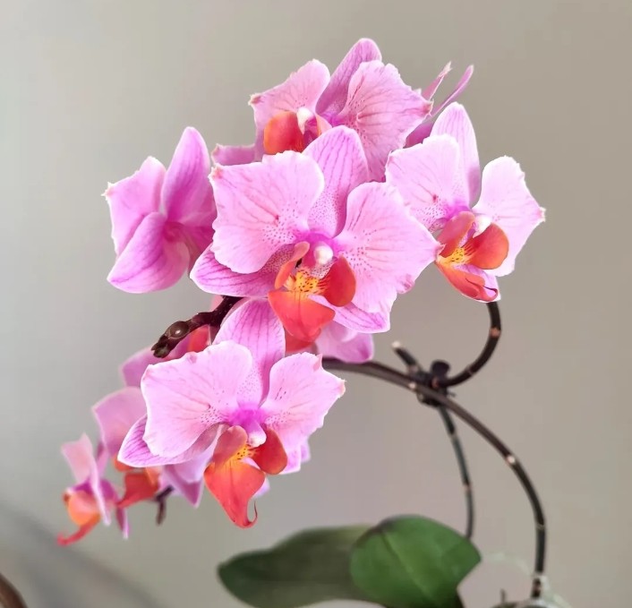 How to Take Care of Orchids?, orchids photos