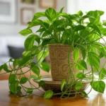 How to Take Care of a Money Plant,