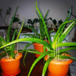 How to Take Care of an Aloe Vera Plant