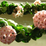 How to take care of Hoya plant