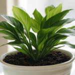 Peace Lily Care Guide