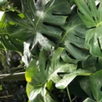 Monstera plant care tips