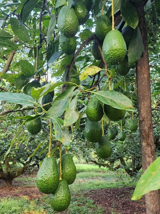 Avocado Plant Care: