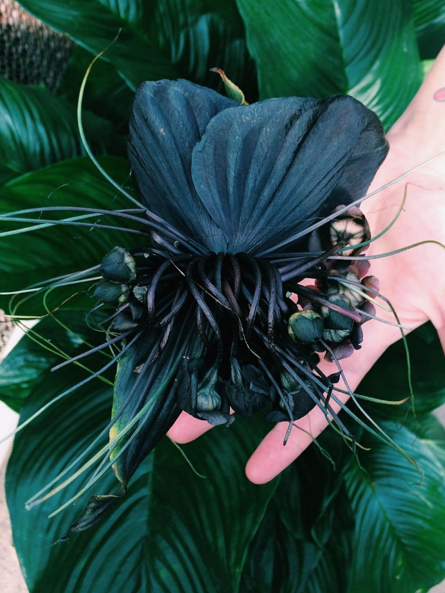 Bat shape flower plant