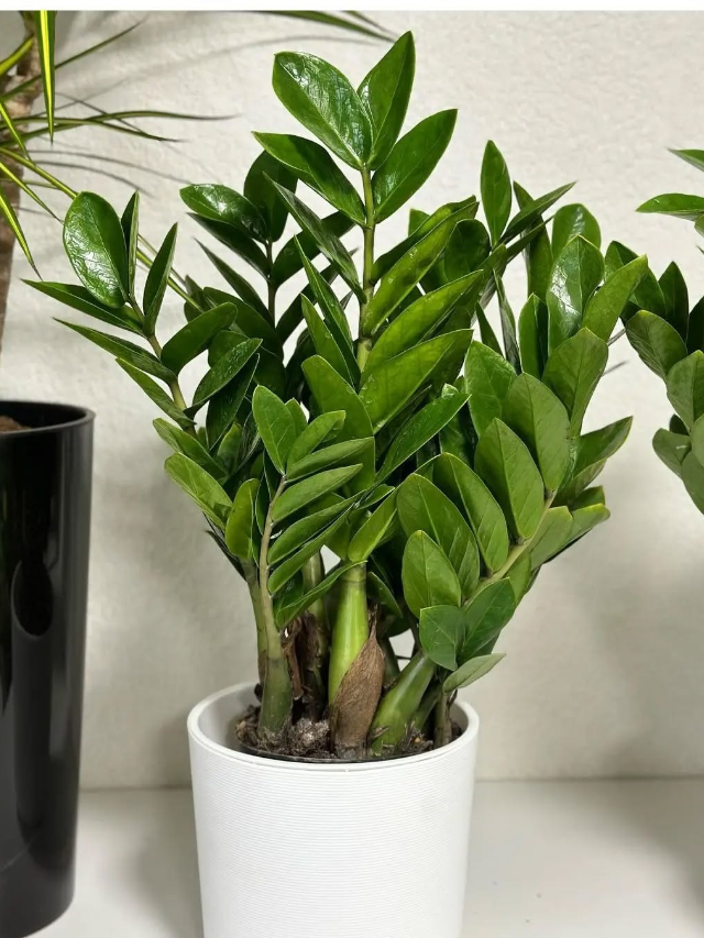 Zz plant care tips