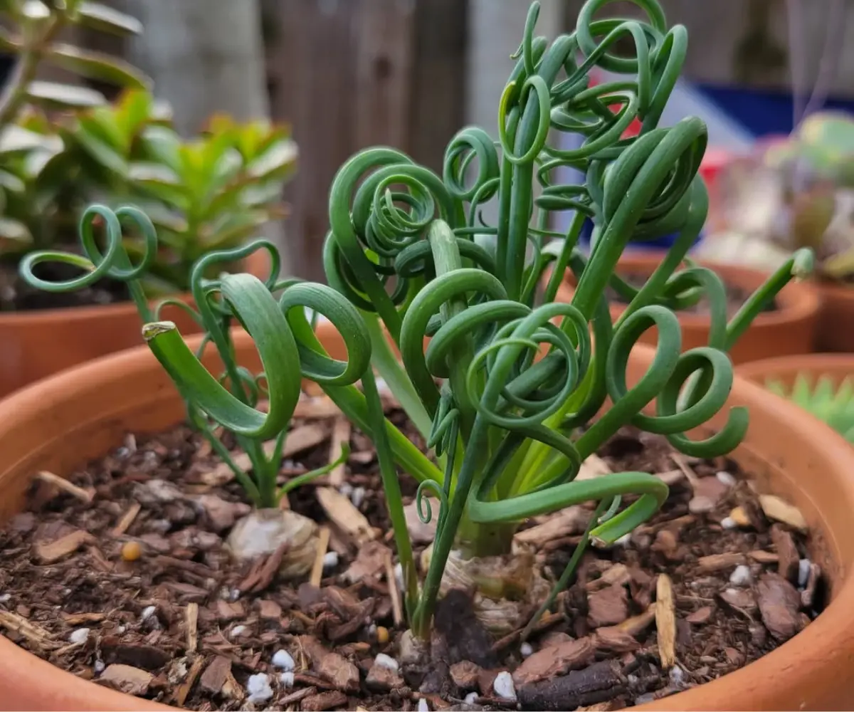 How to Grow Frizzle Sizzle Plant