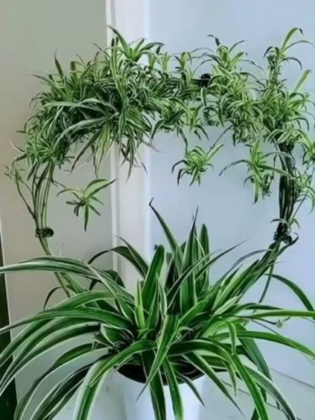 cropped-Discover-the-beauty-and-benefits-of-Chlorophytum…-1.jpg