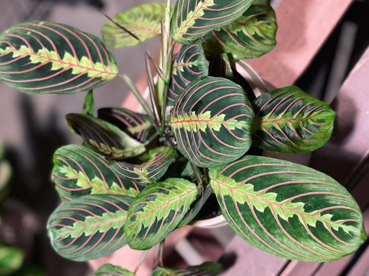 How to Care Prayer Plant