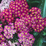 How to Grow Yarrow Plant