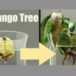 How to Grow a Mango Seed in Water