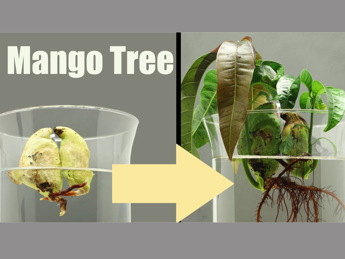 How to Grow a Mango Seed in Water