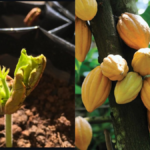 How to Grow Cacao Plant