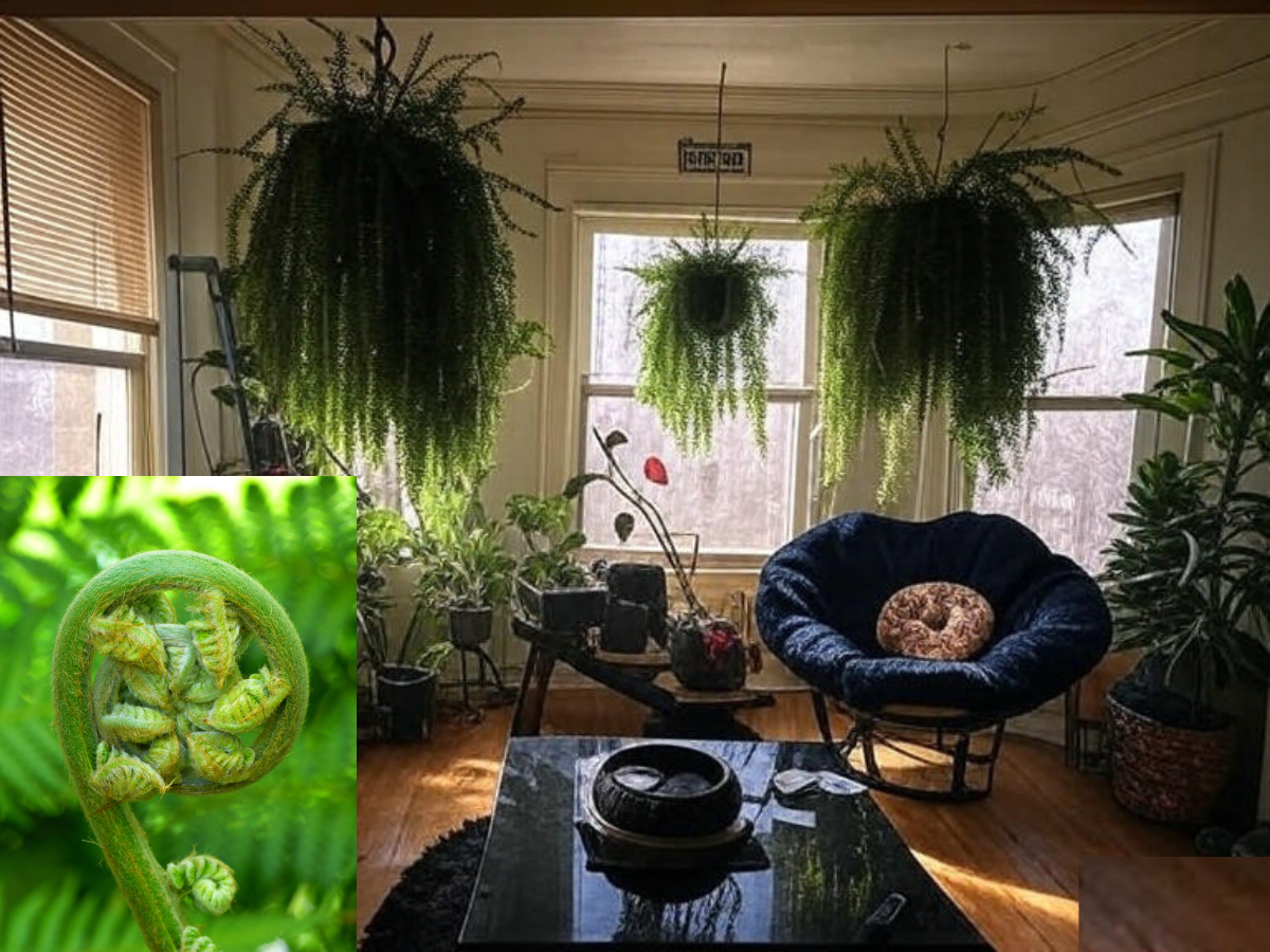 How to Care for a Fern Plant