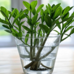 How to Propagate a ZZ Plant in water