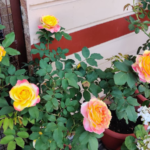 Rose plant care in pots