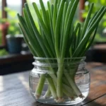 How to grow green onion in water