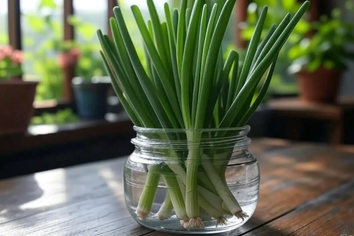 How to grow green onion in water