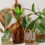 How to Propagate Rubber Plant in Water