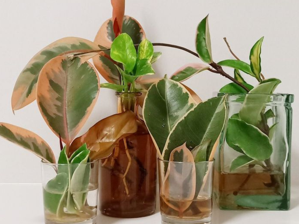 How to Propagate Rubber Plant in Water