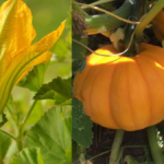How Many Pumpkins Grow on One Plant