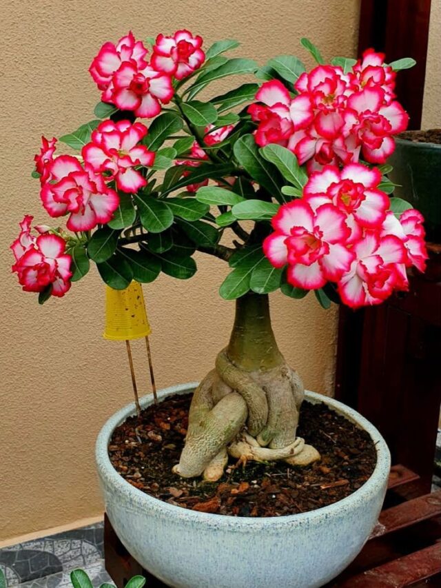 cropped-d4448e12ad4932bda048141ef49df371.jpg