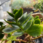 How to Propagate Kalanchoe