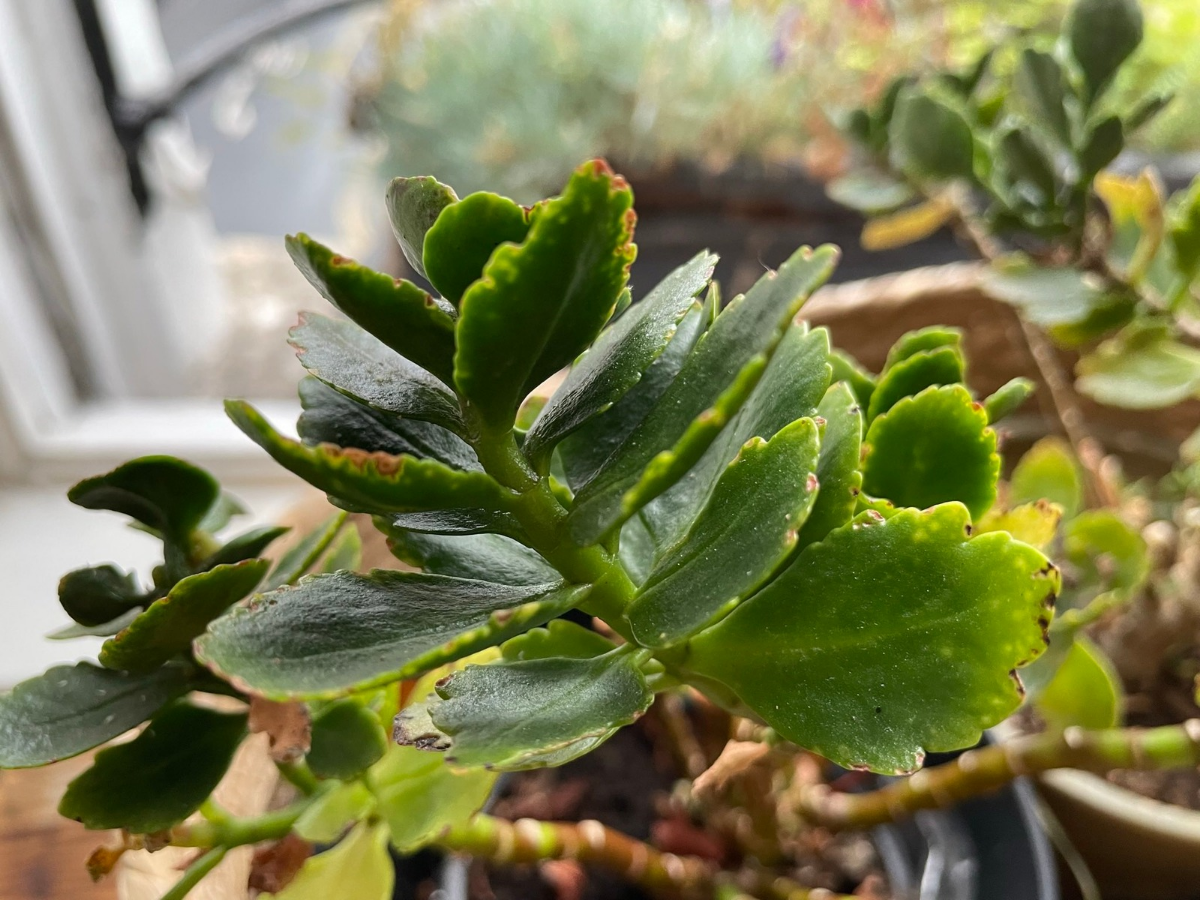 How to Propagate Kalanchoe