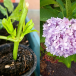 How to Propagate Hydrangeas