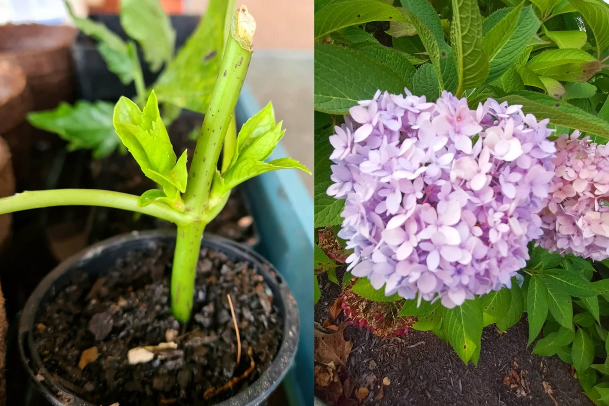 How to Propagate Hydrangeas