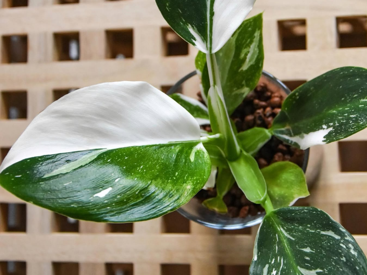 How to care for White Wizard Philodendron