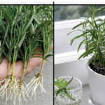 How to Grow Rosemary
