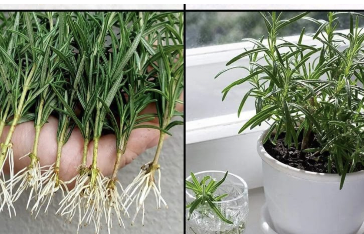 How to Grow Rosemary