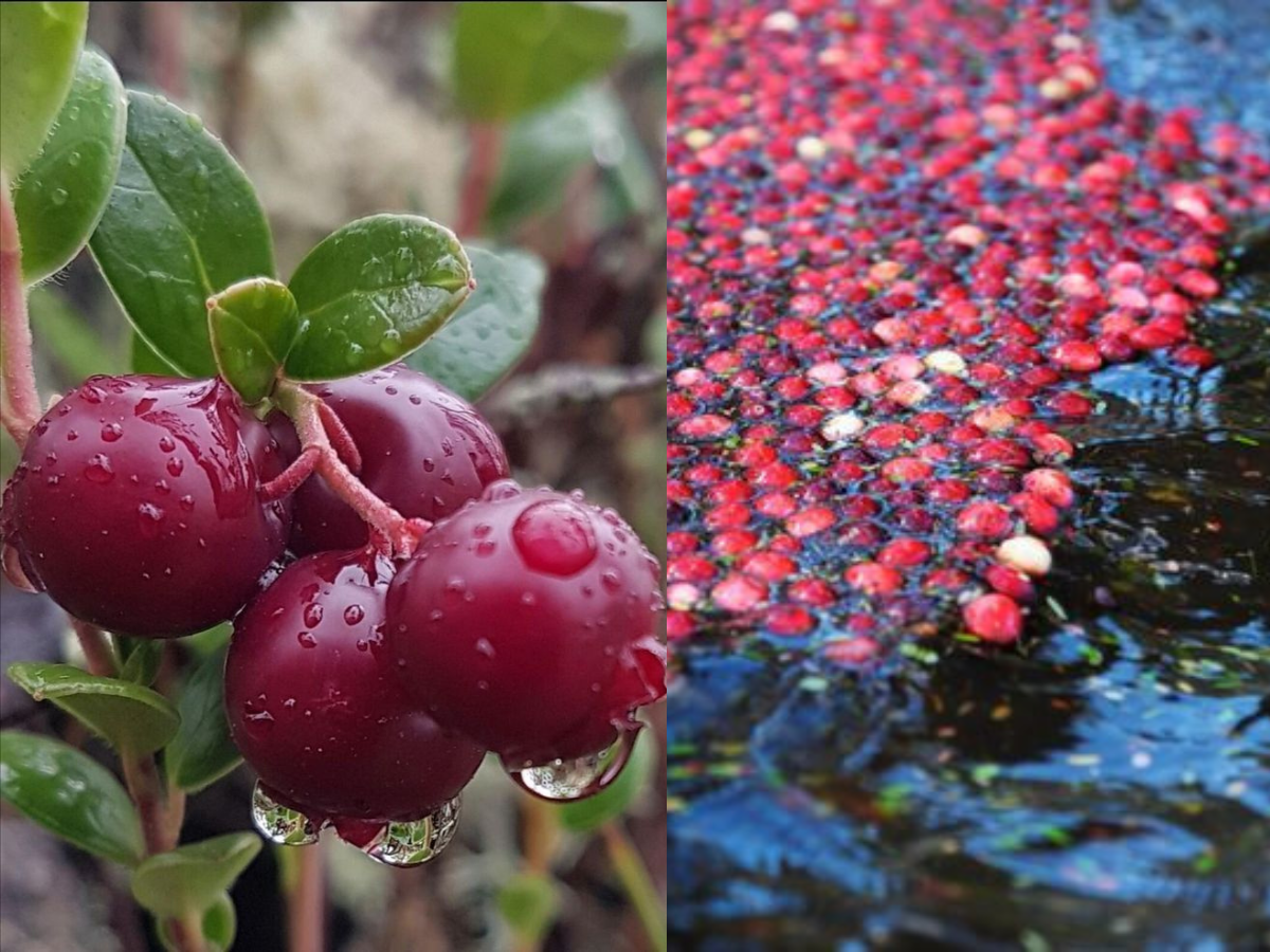 How to Grow Cranberries in Water