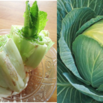 Grow Lettuce in Water