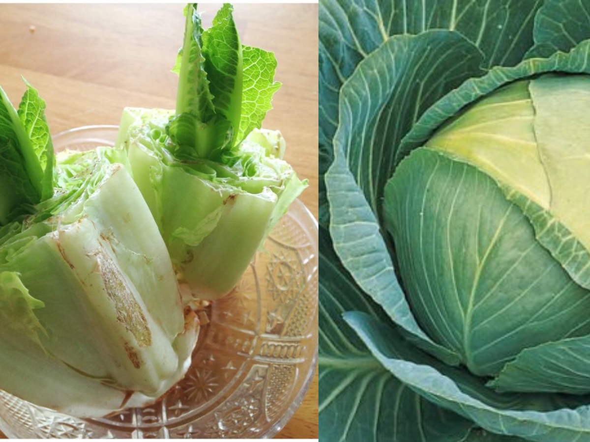Grow Lettuce in Water