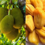 How to grow jackfruit