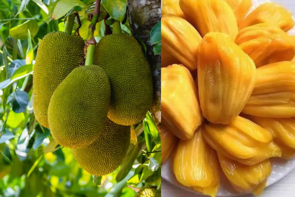 How to grow jackfruit