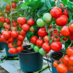 How to Grow Tomatoes in Pots