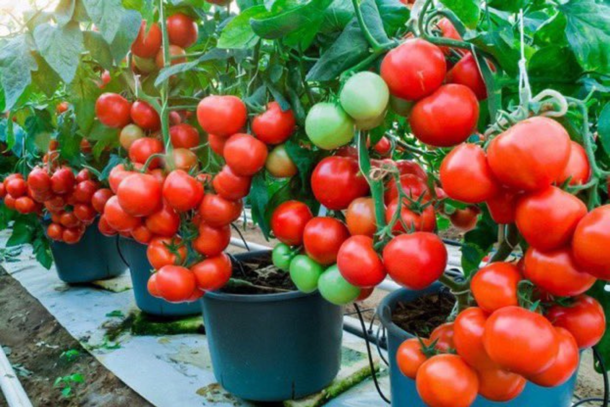 How to Grow Tomatoes in Pots
