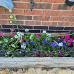 Best Summer Solstice Plants