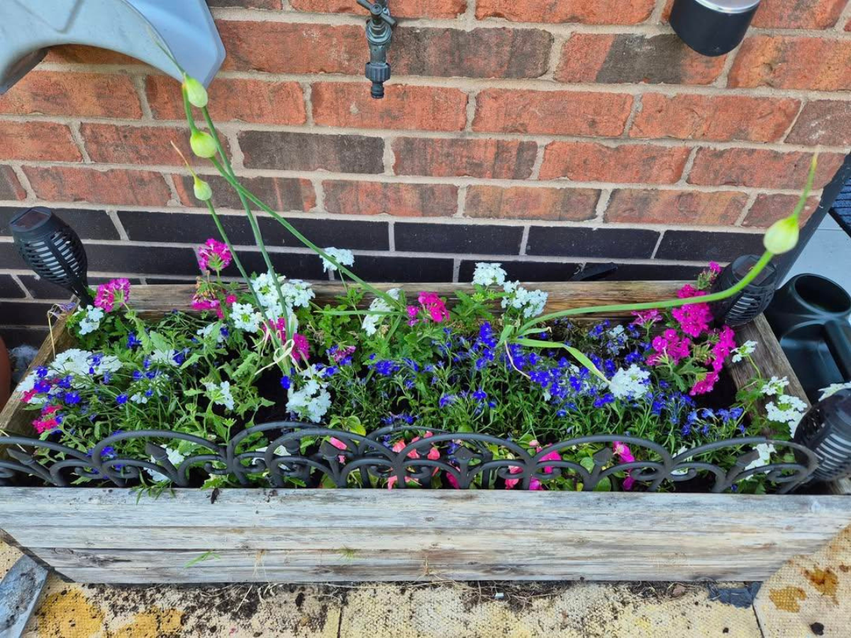 Best Summer Solstice Plants