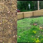 How to Grow Grass from Seed