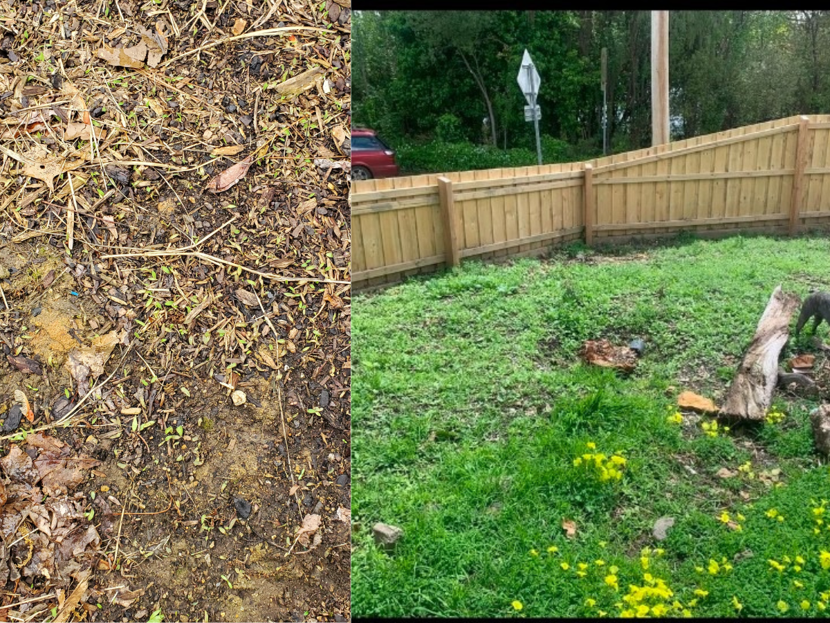 How to Grow Grass from Seed