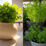 How to Care Coriander Plant