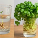 How to Grow Coriander in Water