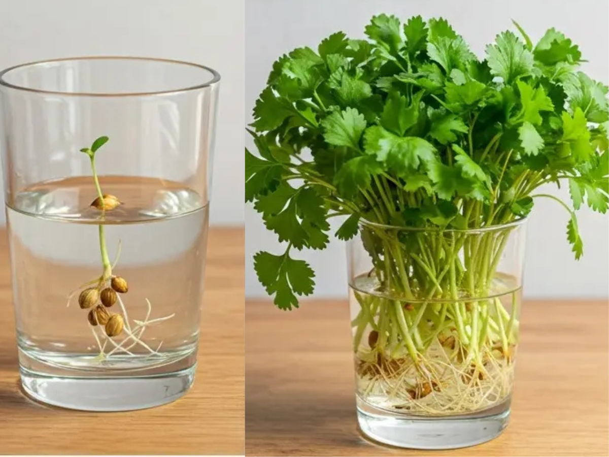How to Grow Coriander in Water
