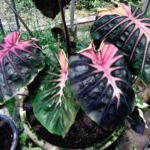 How to Grow Elephant Ear